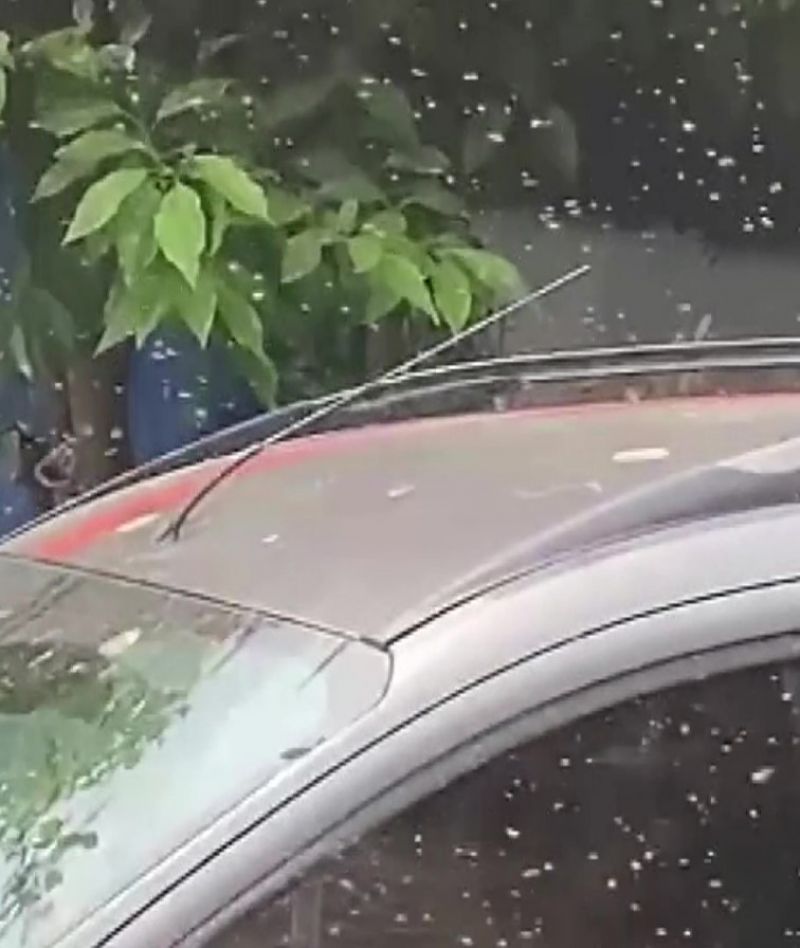 Adana’yı sinekler sardı, vatandaş isyan etti