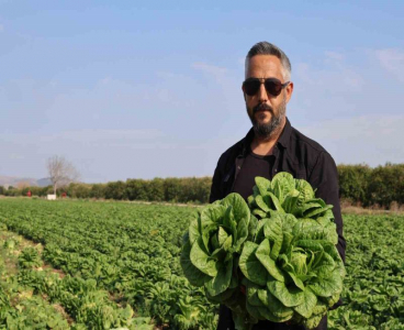 Üreticide en ucuz sebze marul: Tarlada 5 TL, manavda 5 katı
