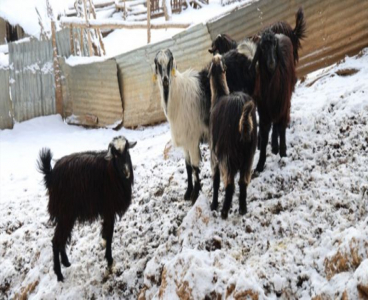 Hayvan üreticilerinin kurtlarla başı dertte